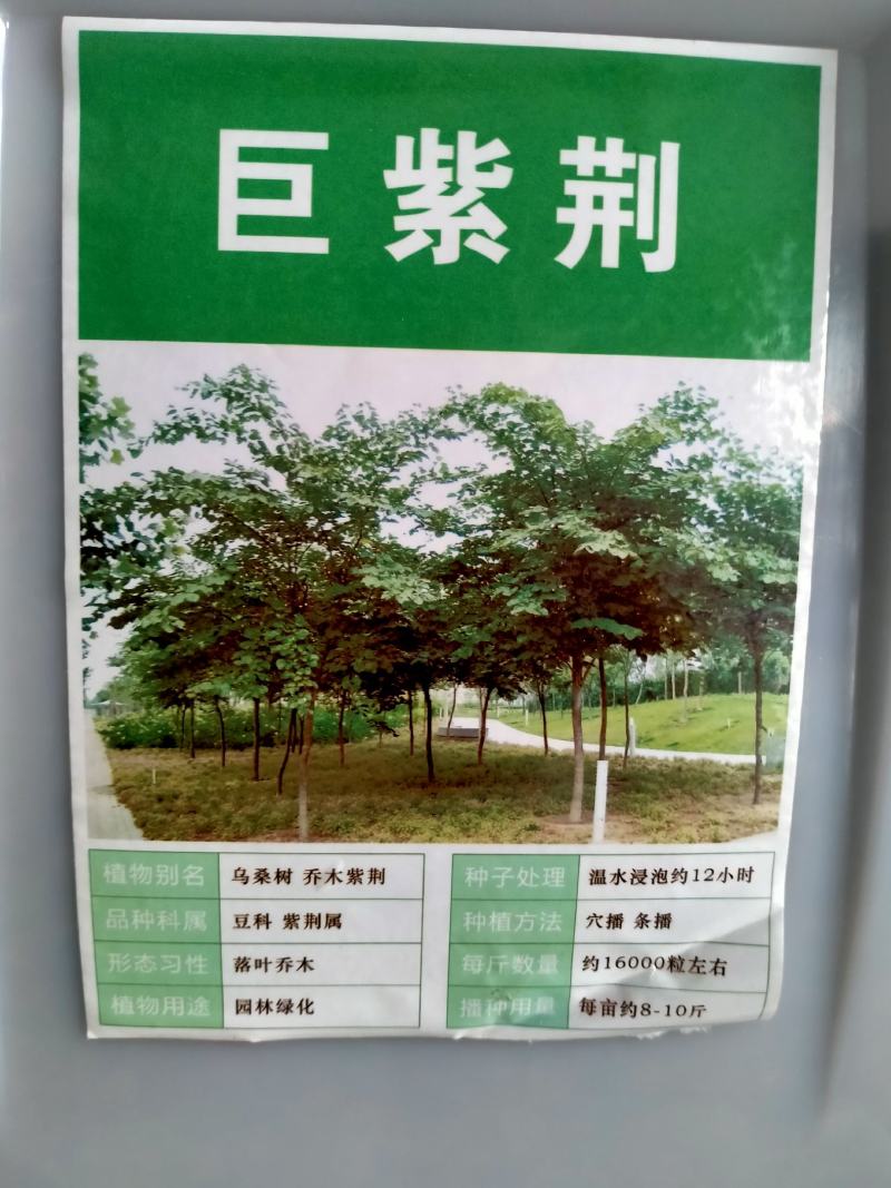 巨紫荆种子紫荆种子多花紫荆树种子洋紫荆加拿大宫粉紫