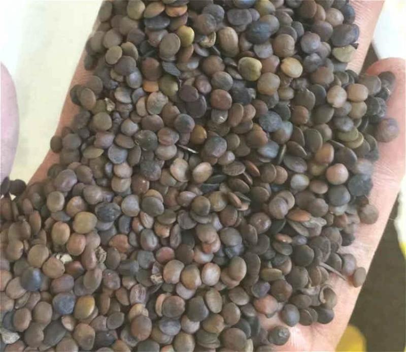 巨紫荆种子紫荆种子多花紫荆树种子洋紫荆加拿大宫粉紫
