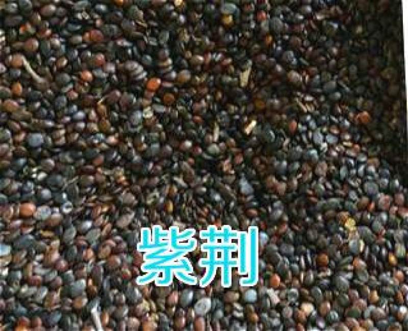 巨紫荆种子紫荆种子多花紫荆树种子洋紫荆加拿大宫粉紫