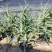 山东青州芦竹，花叶芦竹，基地直销，规格齐全质量保证