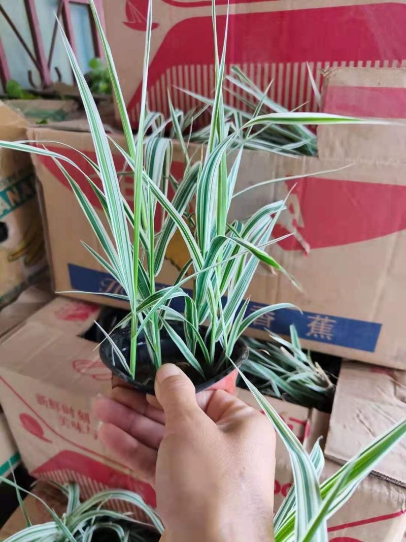 山东青州芦竹，花叶芦竹，基地直销，规格齐全质量保证
