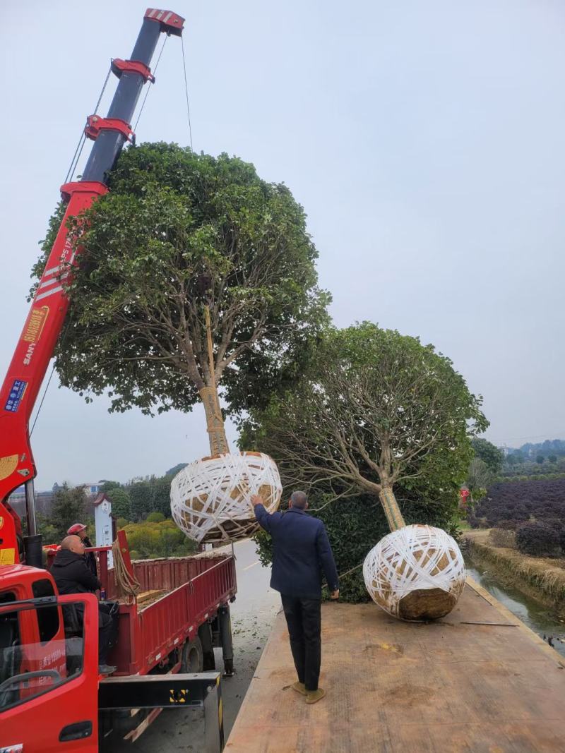 【包邮】桂花大树金桂丹桂庭院工程桂花树地栽浓香型四季桂花