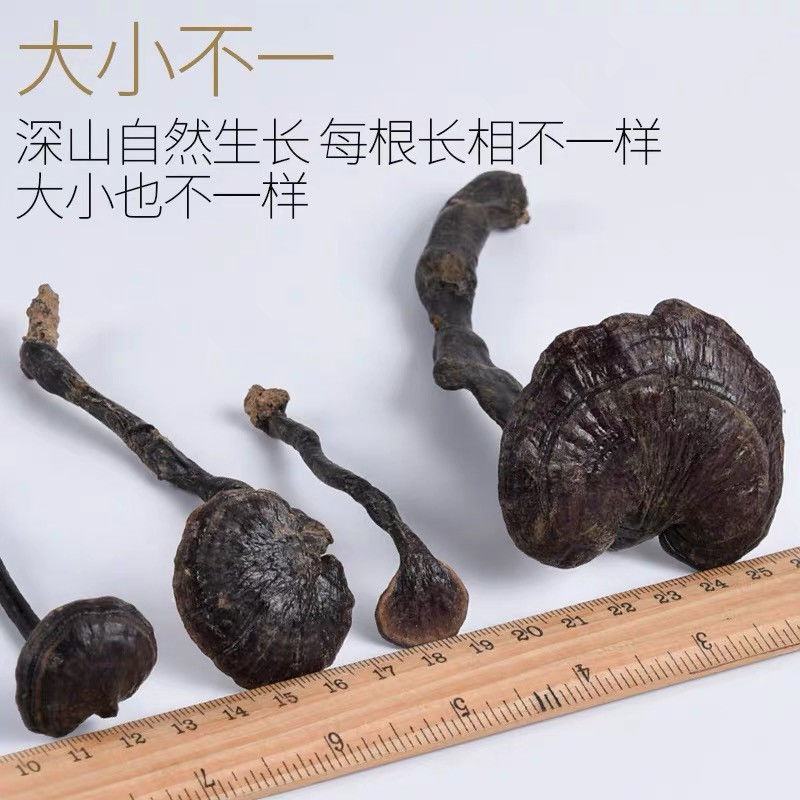 【野生竹灵芝】无硫野生灵芝竹灵芝500克袋装当季新货包邮