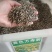 万寿菊种子矮生多年生花籽万寿菊秋天花四季种户外庭院花海秋