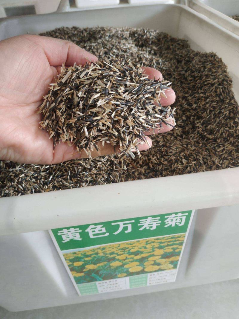 万寿菊种子矮生多年生花籽万寿菊秋天花四季种户外庭院花海秋