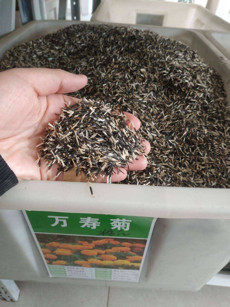 万寿菊种子矮生多年生花籽万寿菊秋天花四季种户外庭院花海秋