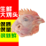 【5斤装】新鲜冷冻大鸡头生鸡头新鲜速冻鸡头鸡副产品