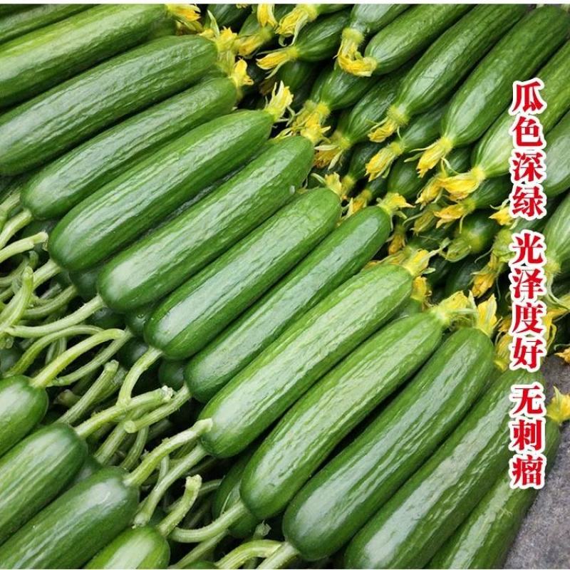 绿翡翠黄瓜种子全雌迷你水果黄瓜100粒