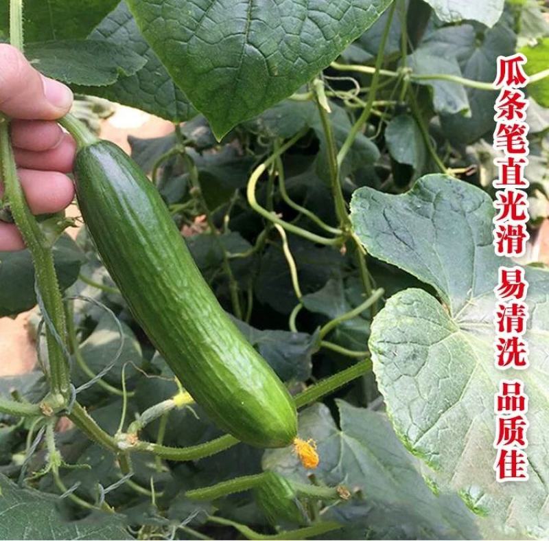 绿翡翠黄瓜种子全雌迷你水果黄瓜100粒