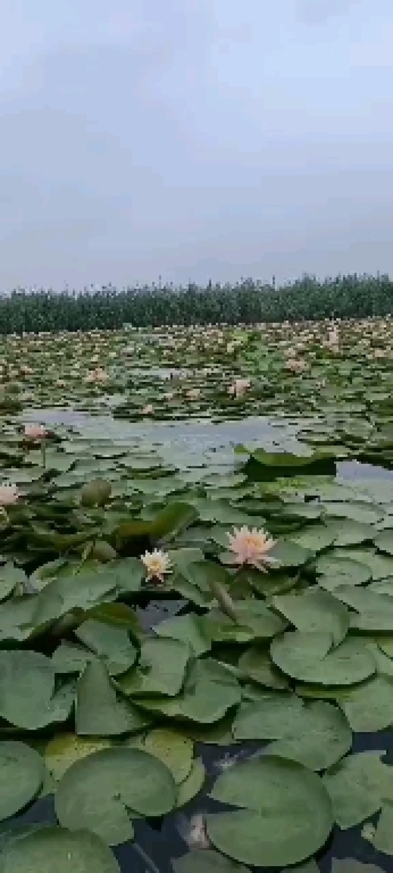 睡莲苗