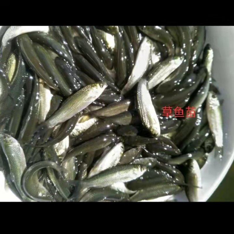 草鱼，活率高，全国发