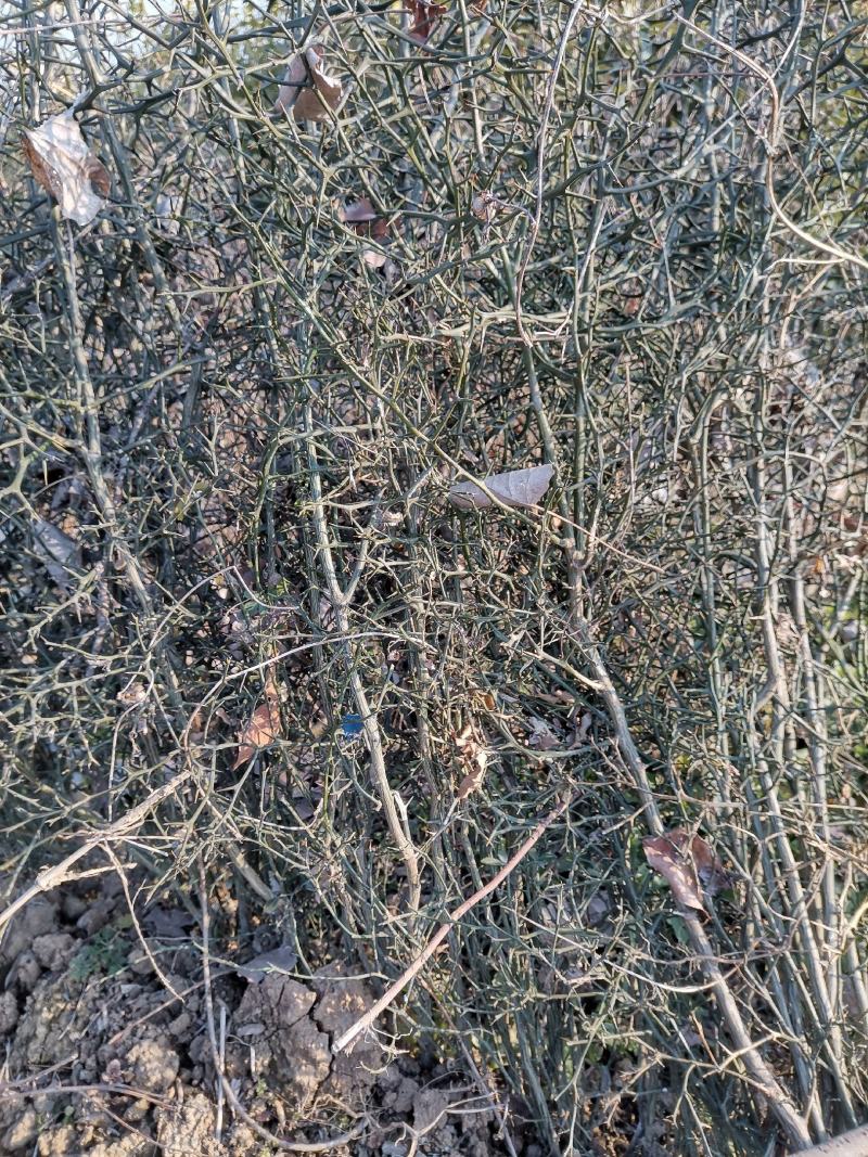 刺篱笆枳壳苗嫁接用苗