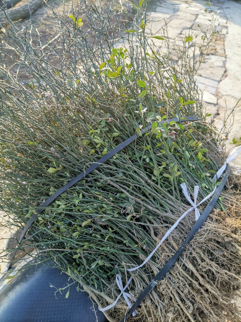 刺篱笆枳壳苗嫁接用苗