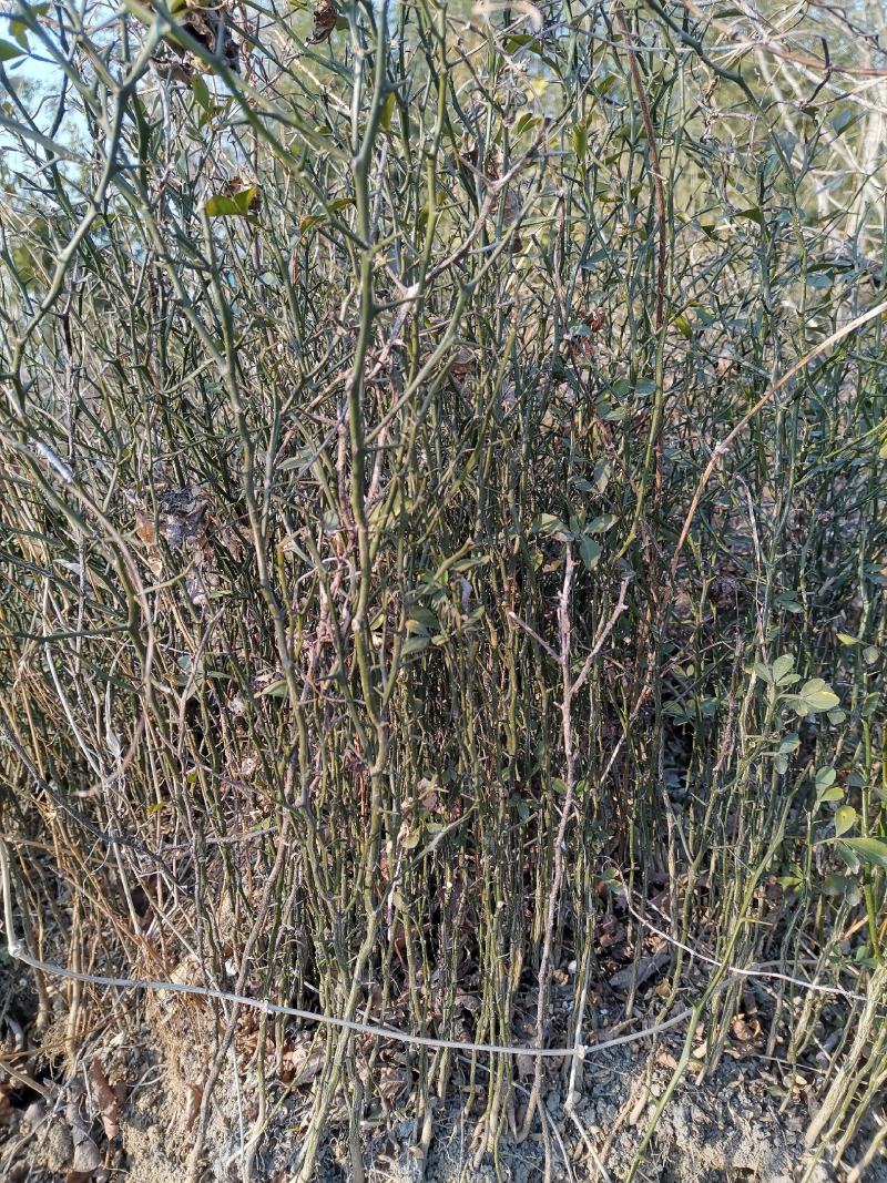 刺篱笆枳壳苗嫁接用苗
