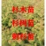 速生水杉树苗落羽杉小苗庭院河边道路农田占地护坡多季常青杉