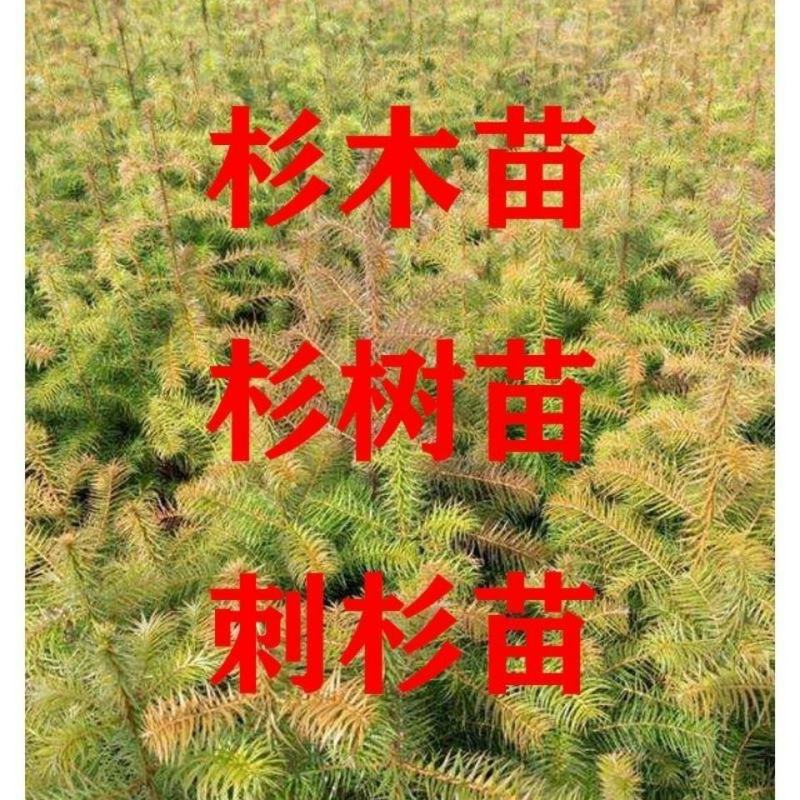 速生水杉树苗落羽杉小苗庭院河边道路农田占地护坡多季常青杉