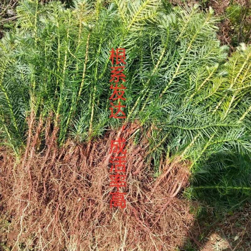 速生水杉树苗落羽杉小苗庭院河边道路农田占地护坡多季常青杉