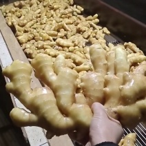 【水洗大黄姜行情】品质保证！色泽靓丽！皮毛好看！辣味十足