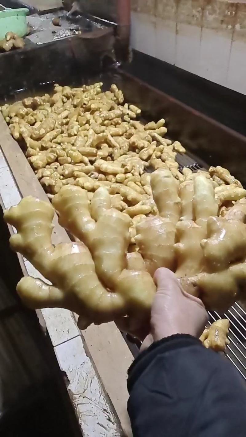 【水洗大黄姜行情】品质保证！色泽靓丽！皮毛好看！辣味十足
