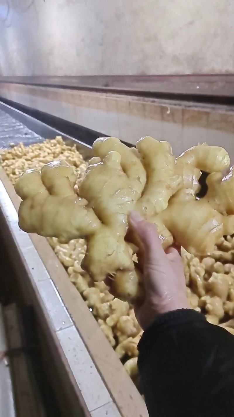 【水洗大黄姜行情】品质保证！色泽靓丽！皮毛好看！辣味十足