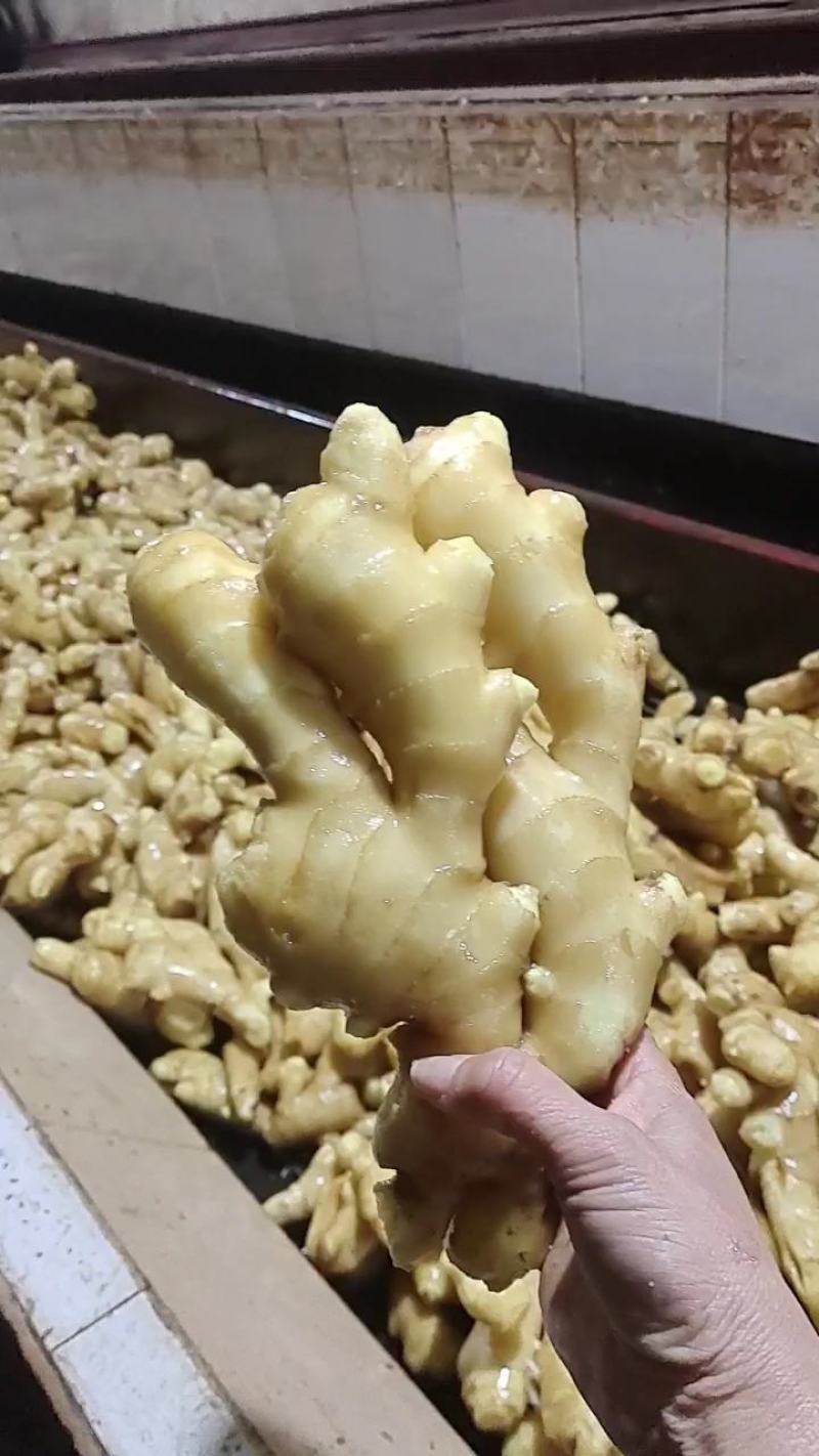【水洗大黄姜行情】品质保证！色泽靓丽！皮毛好看！辣味十足