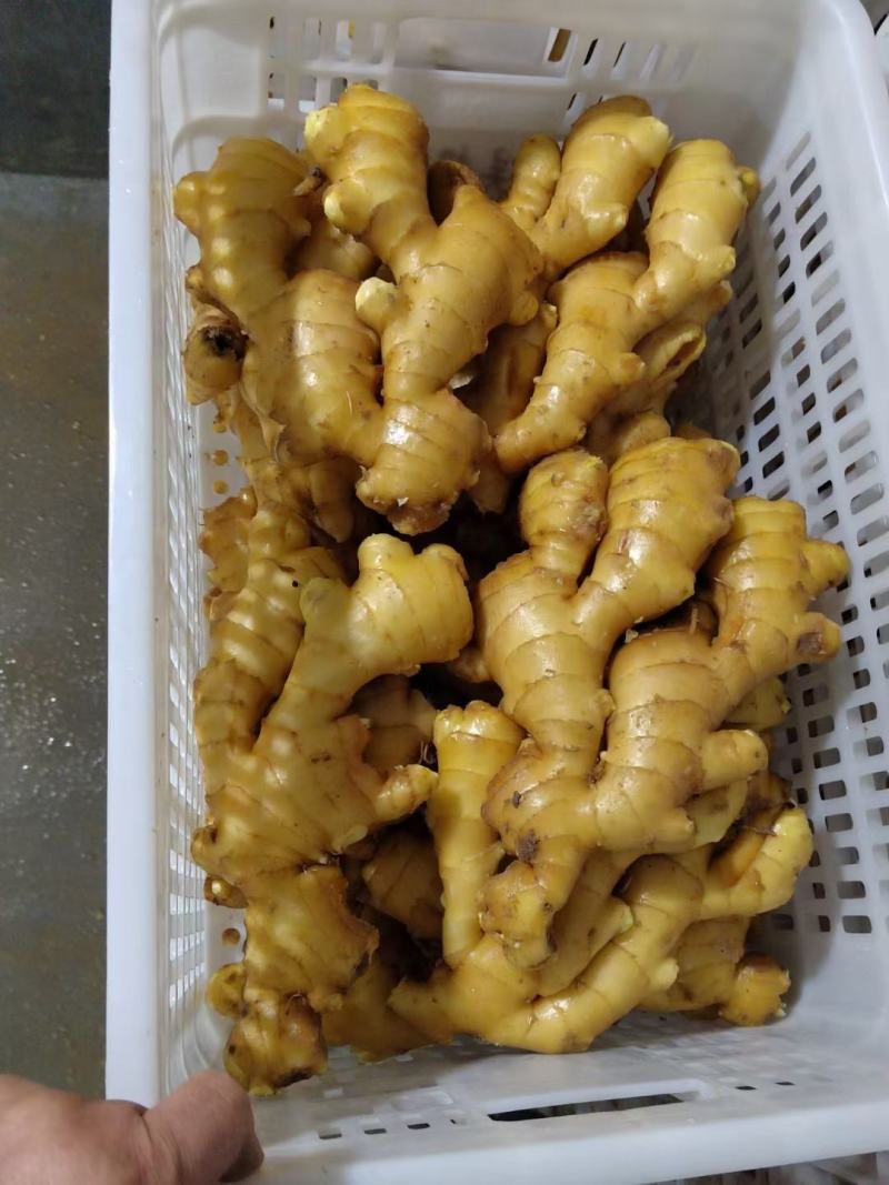 【水洗大黄姜行情】品质保证！色泽靓丽！皮毛好看！辣味十足
