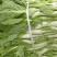 白菜苔湖北白菜苔大量上市产地直供可视频看货