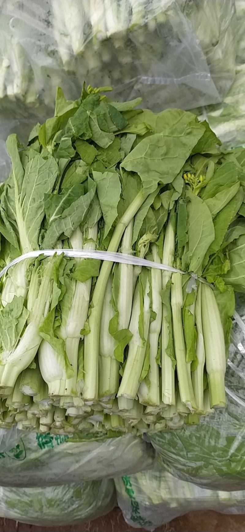 白菜苔湖北白菜苔大量上市产地直供可视频看货