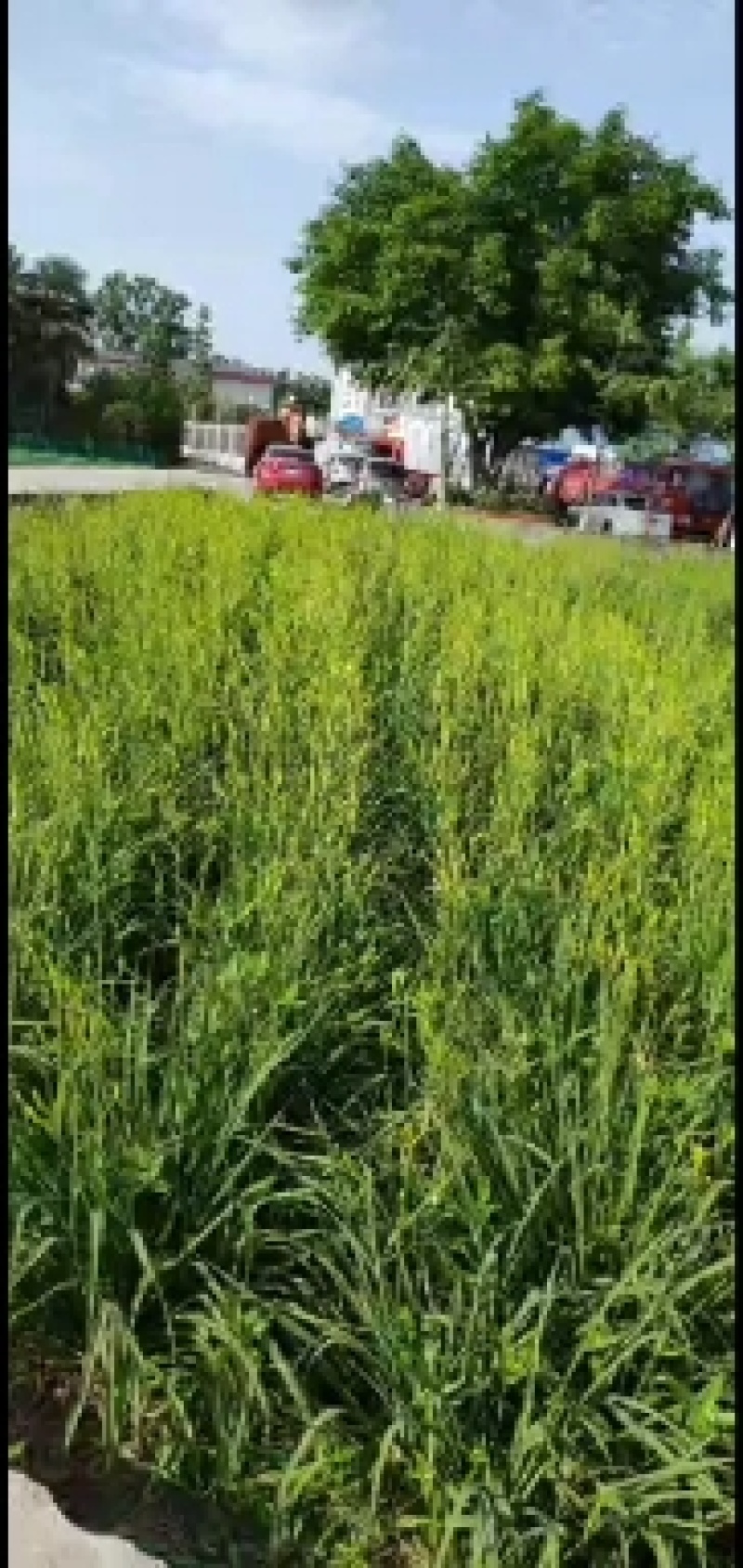 黄花苗产地直销精品黄花苗，精娃娃苗，星光大道苗，大花宣草