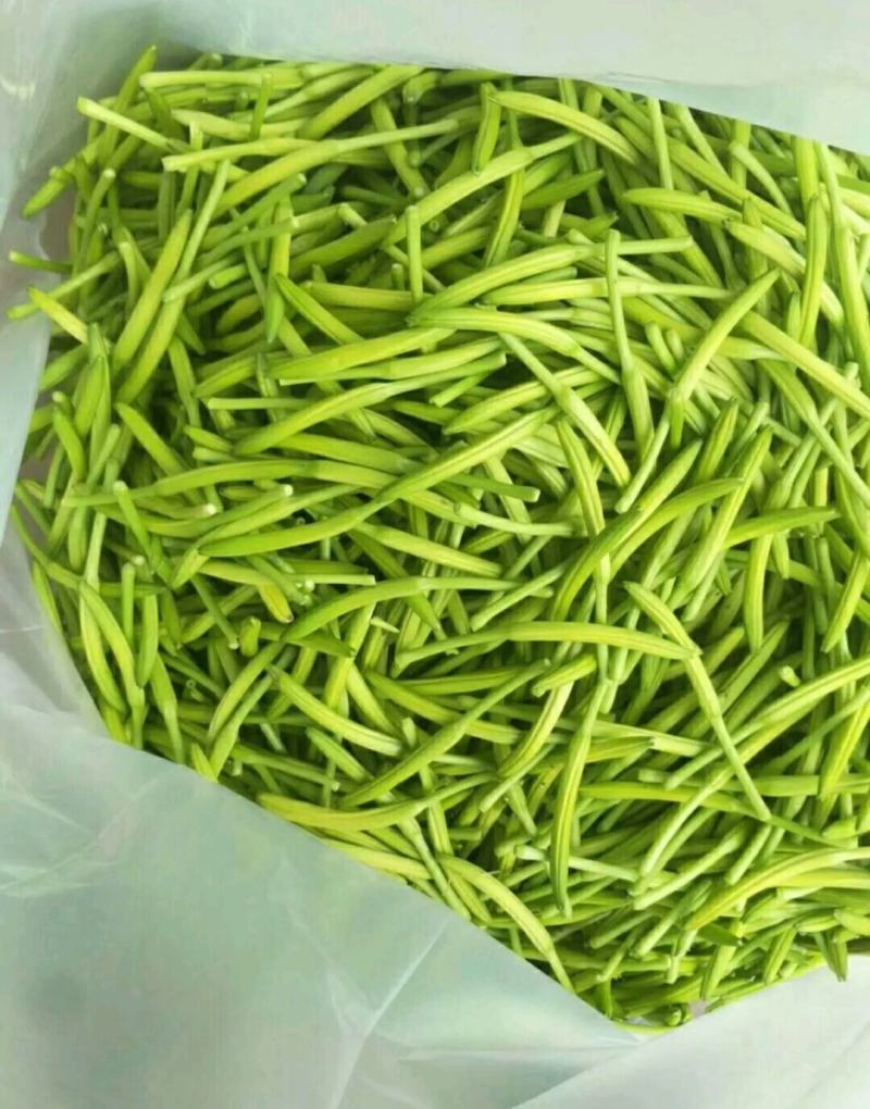 黄花苗产地直销精品黄花苗，精娃娃苗，星光大道苗，大花宣草