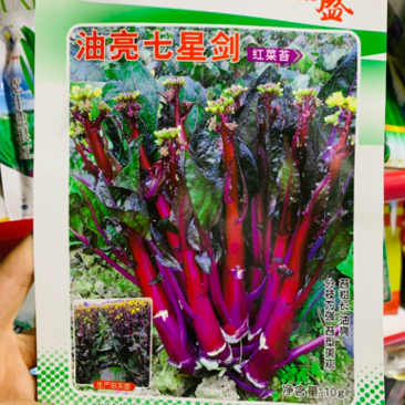 龙盛油亮七星剑红菜苔种子油亮紫红，质细腻味清香略微苦