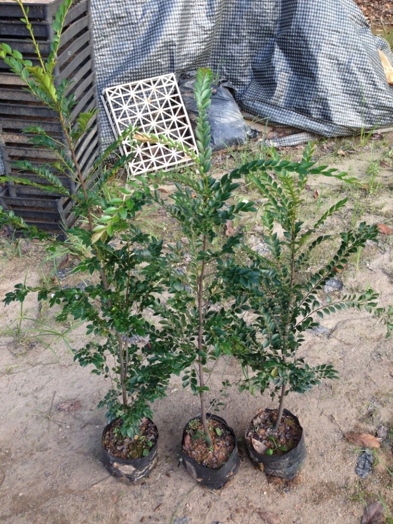 黑骨茶苗盆景黑骨茶黑骨茶树苗