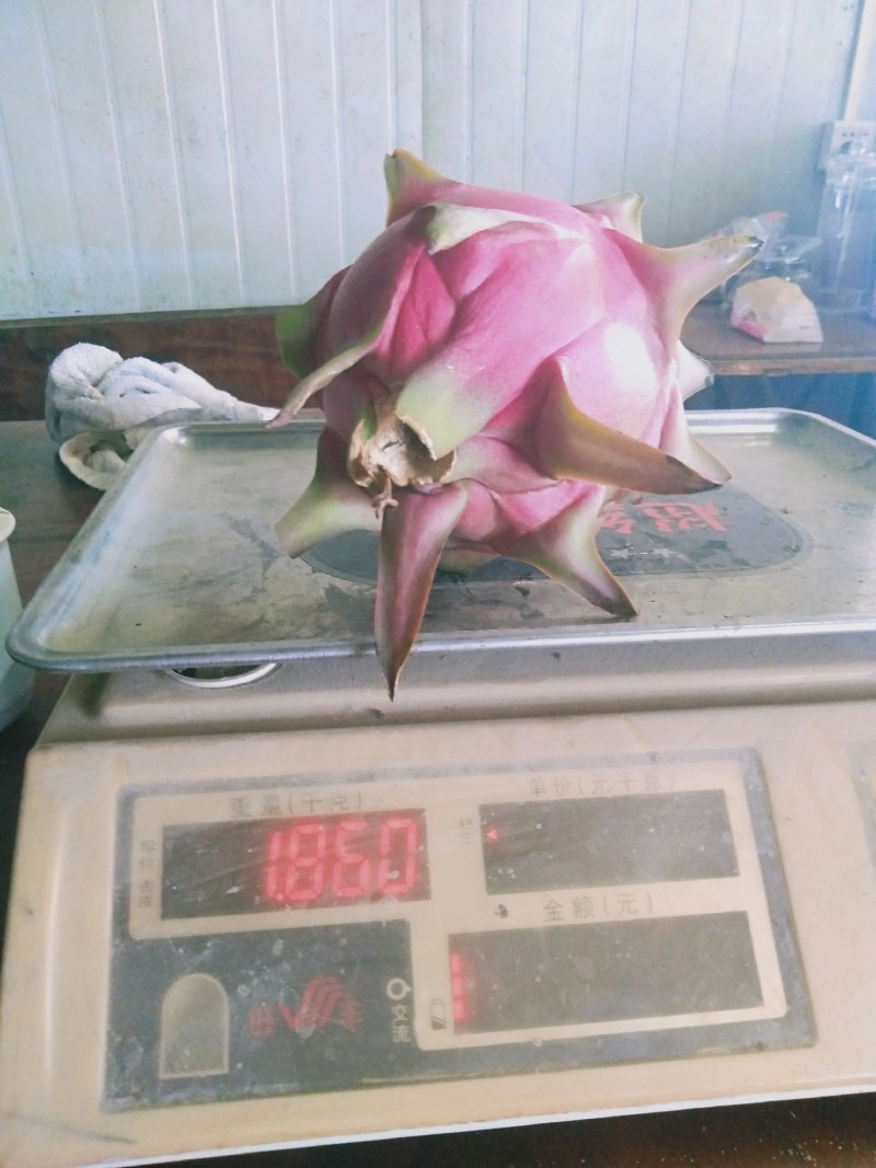 金都一号火龙果苗