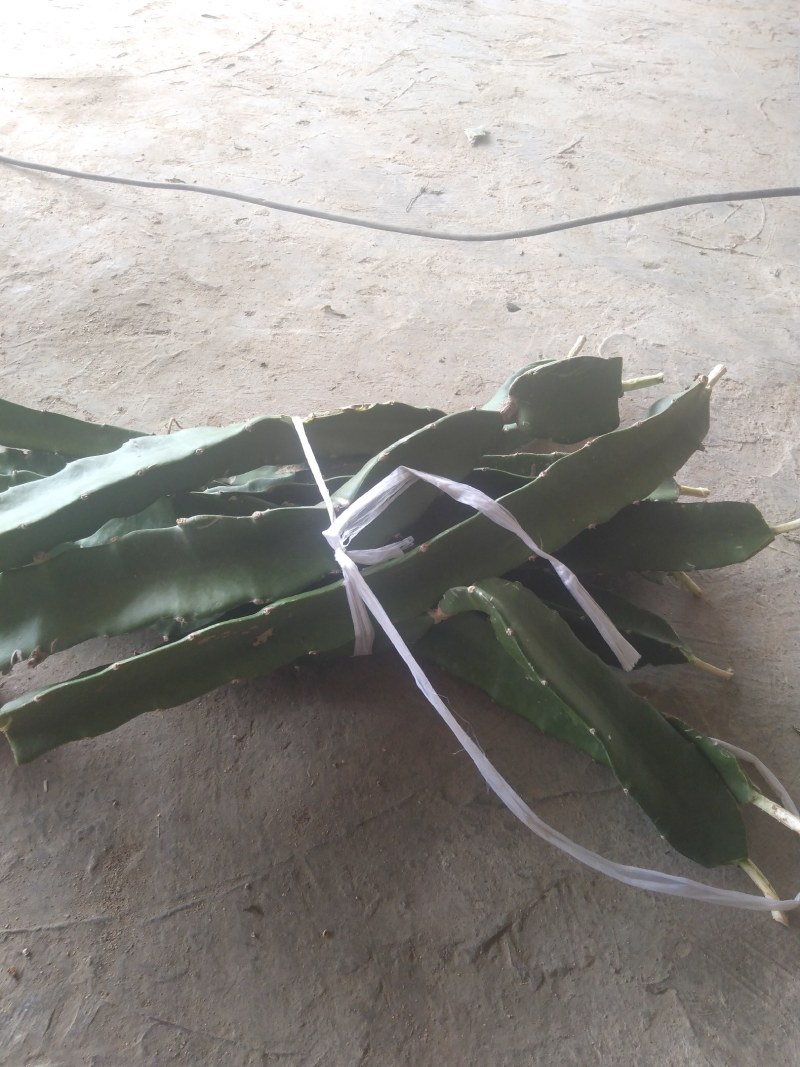 金都一号火龙果苗