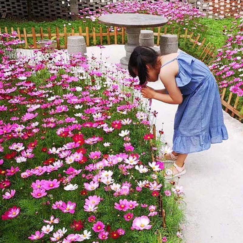 波斯菊格桑花种子护坡野花种子多色四季易种景区观赏花草种籽