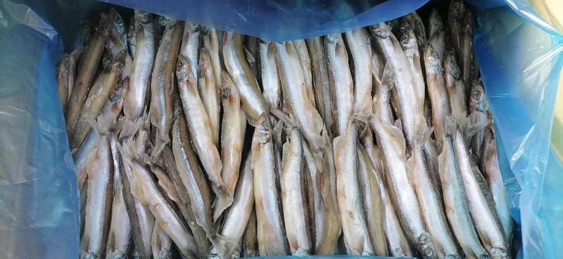 鲱鱼小鲱鱼加拿大小鲱鱼适合油炸，供应加工厂冻干规格齐全