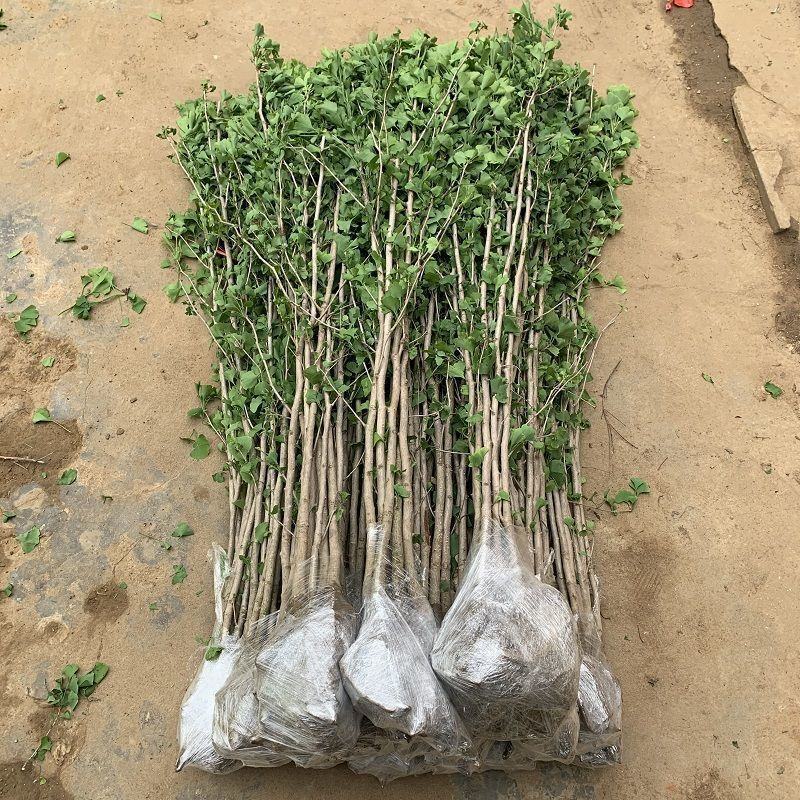 银杏苗银杏树苗南方北方都可种植，基地直发