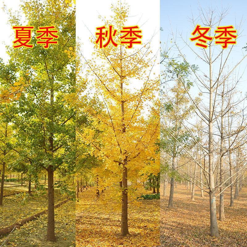 银杏苗银杏树苗南方北方都可种植，基地直发