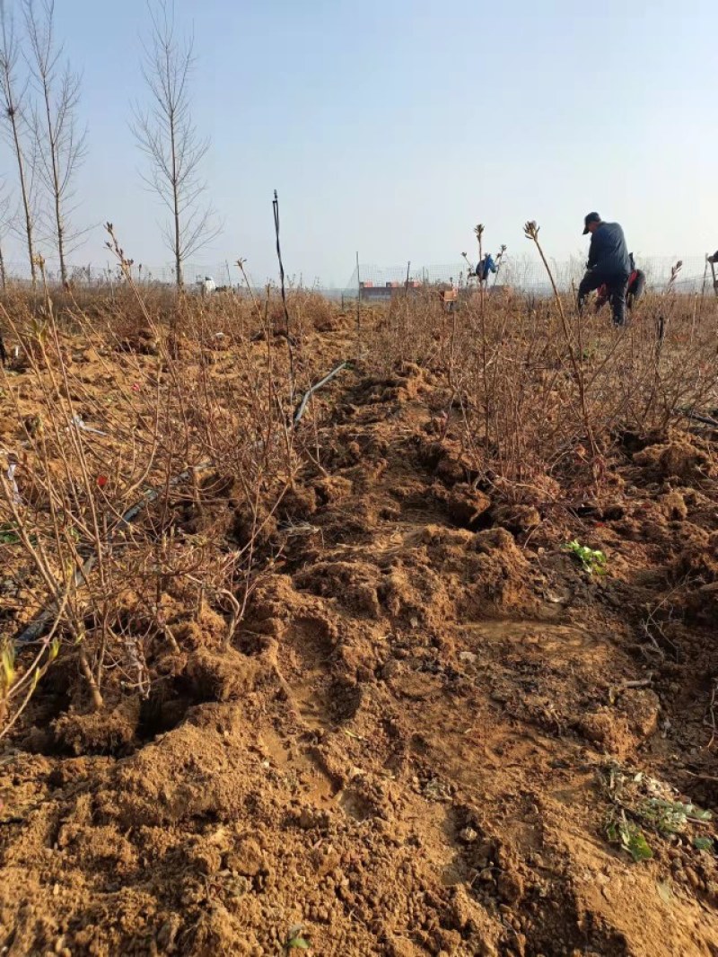 映山红苗三十公分以上带花苞大量供应