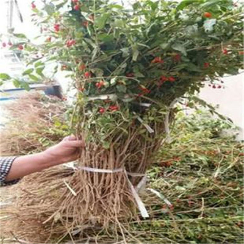 正宗宁夏红枸杞树苗野生菜杞当年结大果南北种植阳台庭院种植