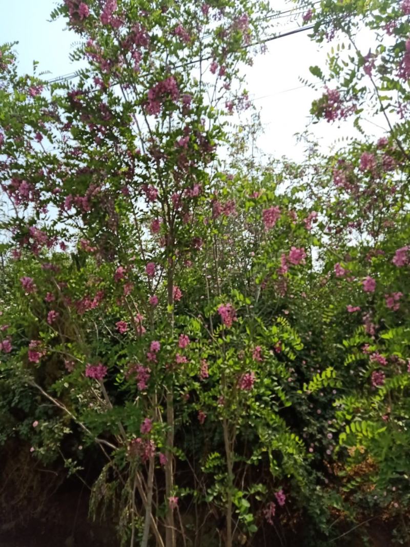 香花槐，自家种植，量大从优1至十二公分，可合作定植定向
