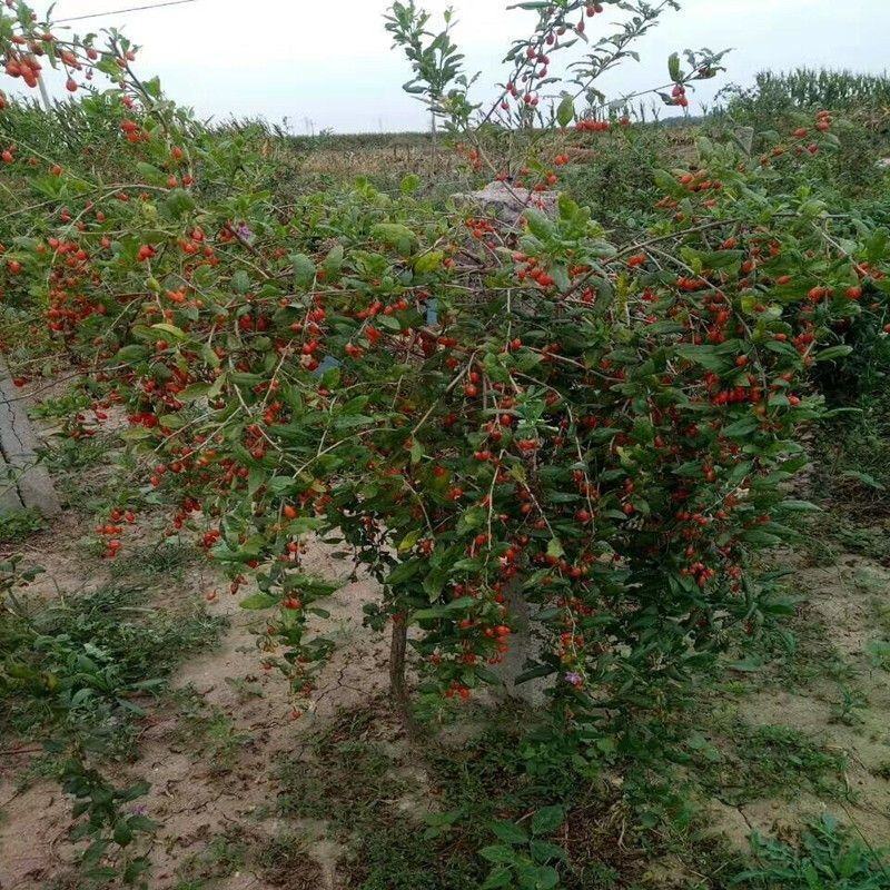 正宗宁夏红枸杞树苗野生菜杞当年结大果南北种植阳台庭院种植