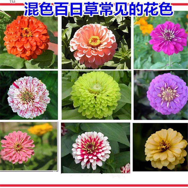 百日草种子野花组合混色重瓣百日菊花籽四季开花易活庭院