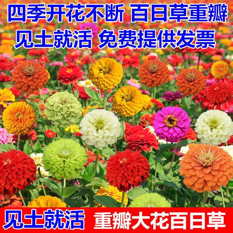 百日草种子野花组合混色重瓣百日菊花籽四季开花易活庭院