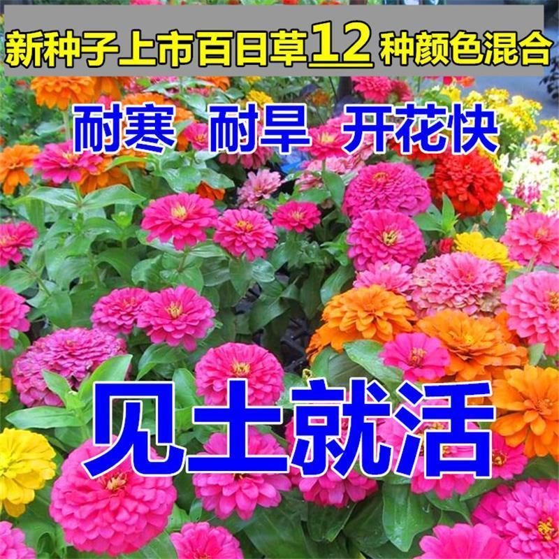 百日草种子野花组合混色重瓣百日菊花籽四季开花易活庭院