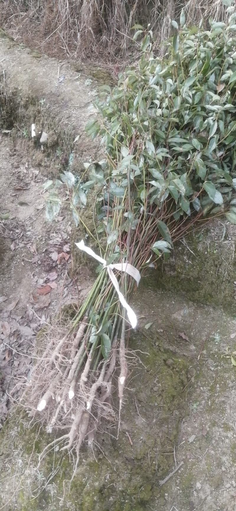 自产自销批发香樟一年生小苗，地径2-5公分香樟树大量有