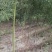 自产自销批发香樟一年生小苗，地径2-5公分香樟树大量有