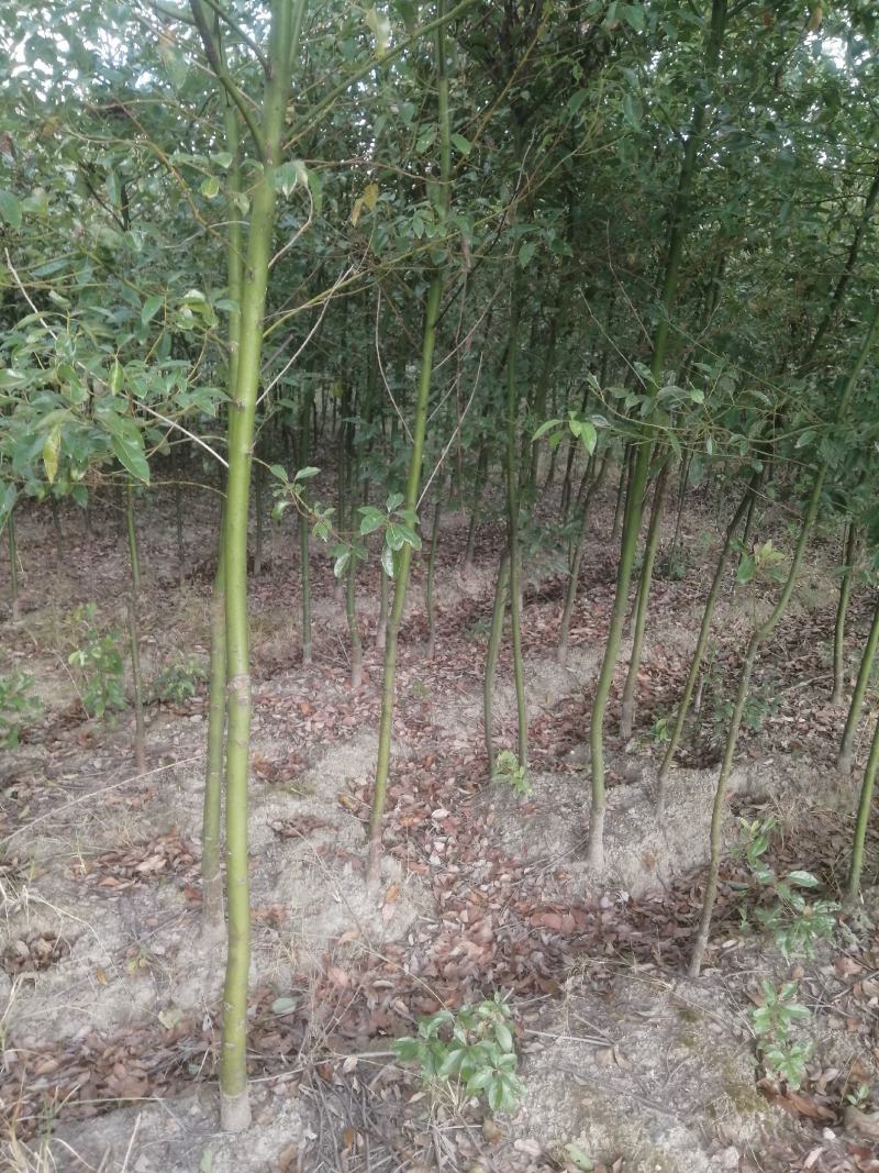 自产自销批发香樟一年生小苗，地径2-5公分香樟树大量有