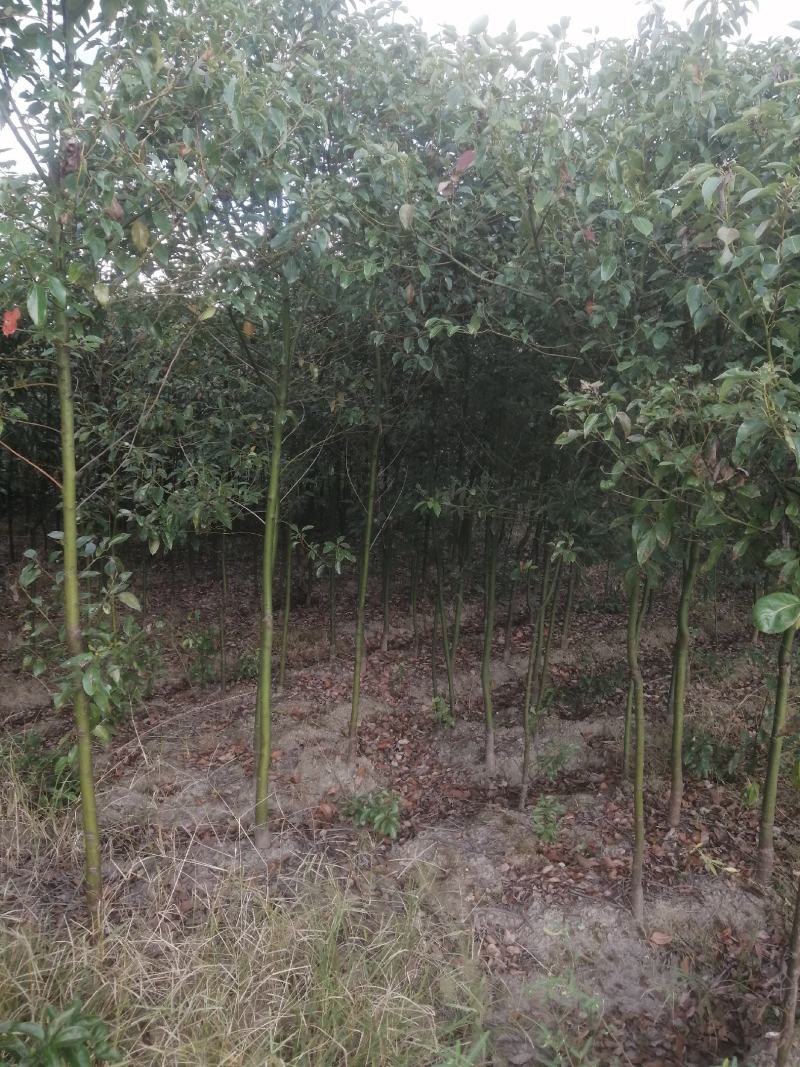 自产自销批发香樟一年生小苗，地径2-5公分香樟树大量有