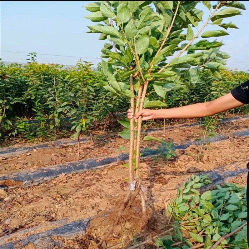 车厘子樱桃树苗适合南北方种植自花授粉包成活包技术